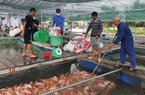 Nuôi loài cá toàn thân màu hồng, tung thức ăn cá quẫy ầm ầm, một ông nông dân Quảng Nam có của ăn của để