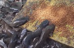 Độc đáo đàn cá trê ăn trên cạn ở Cần Thơ