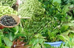 Rau rừng-món nhà nghèo nông thôn hóa ra lại là đặc sản thành phố