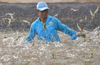 Mỹ, Trung Quốc ráo riết gom hàng, giá một sản phẩm thế mạnh của Việt Nam tăng vọt