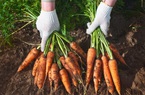 Sắp tổ chức Lễ trải nghiệm thu hoạch cà rốt  