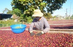 Nhiều lô cà phê, điều xuất khẩu kẹt ở cảng do Trung Quốc chưa cấp mã số, Văn phòng SPS Việt Nam kiến nghị khẩn