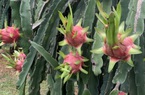 Giá thanh long bèo bọt chưa từng có, nông dân Bình Thuận than "bỏ thì thương vương thì tội"