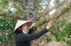 Vườn ở Đắk Nông trồng giống cam lạ, có gì đặc biệt mà được "liệt" vào dạng vườn mẫu, lãi 600 triệu/năm?