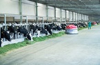 Mua bất thành gần 21 triệu cổ phiếu VNM, F&N Dairy Investments tiếp tục đăng ký mua vào