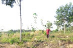 Dự án bị ‘xẻ thịt’ ở Bình Phước có dấu hiệu lừa đảo: Đo đạc vườn cao su tranh chấp theo yêu cầu của SASCO
