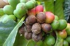 Giá cà phê nhân Đắk Lắk hôm nay giảm nhẹ, bệnh thán thư gây hại cây cà phê ra sao, cách phòng ngừa?
