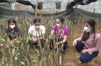 Sơn La: 50 chị em phụ nữ Vân Hồ làm giàu từ đặc sản bản địa