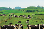 Mộc Châu Milk (MCM) lên kế hoạch lãi đạt 344 tỷ đồng; chia cổ tức 2021 tỷ lệ 25%