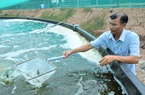 Nghịch lý: Giá xăng tăng kỷ lục, chi phí nuôi tôm tăng vọt, giá tôm lại giảm khiến người nuôi lao đao
