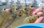 Hội chứng Chết sớm trên tôm: Giải pháp chủ động bảo vệ từ Grobest
