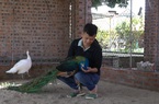 Sinh viên Bách Khoa không theo đuổi nghề học, quyết làm giàu từ mô hình chim công 