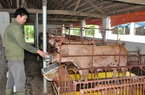 100kg heo hơi xuất chuồng, nông dân lỗ 300.000 – 500.000 đồng, Bộ NNPTNT kêu gọi doanh nghiệp đừng tăng giá thức ăn chăn nuôi