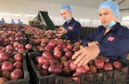 Xuất khẩu rau quả sang Trung Quốc: Mất vị trí số 1