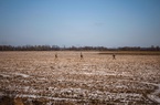 Chiến sự Nga-Ukraine: Vựa ngũ cốc của thế giới đang gặp nguy hiểm