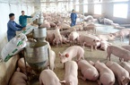 Nhập khẩu thịt của Trung Quốc giảm cực mạnh, lợn Việt "hết cửa", giá ảm đạm