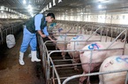 Thứ trưởng Phùng Đức Tiến: Ngành chăn nuôi còn dư địa lớn, Bộ NNPTNT lập đề án phát triển thức ăn chăn nuôi