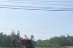 Đất nông thôn sốt sình sịch khi dự án đang "trên giấy"