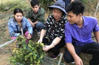 Quảng Nam đề xuất với Thủ tướng cho thuê 2.000 ha môi trường rừng để trồng cây dược liệu