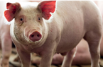 Giải mã lý do tiêu thụ thịt lợn giảm, chỉ là nhất thời?
