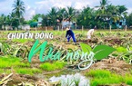 Chuyển động Nhà nông 23/3: Lo thua lỗ, nông dân Bình Thuận đau xót phá bỏ thanh long
