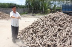 Vụ dừng hoàn thuế VAT xuất khẩu sắn: “Một người ho, cả nhà uống thuốc” là không đúng