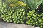 Giá cà phê hôm nay bất ngờ lùi về sát mốc 41.000 đồng/kg tại Đắk Lắk, vì sao không nên cắt cỏ sát đất?