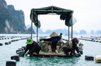Quảng Ninh: Đổi mới 2 điều này, nghề nuôi tôm và nuôi biển của xứ Than sẽ tăng trưởng cấp số nhân