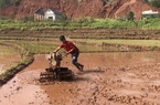  Yên Châu chú trọng nâng cao giá trị thu hoạch trên 1 ha đất