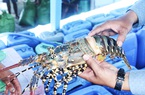 Thứ tôm hảo hạng nuôi ở Khánh Hòa to bự lắm rồi, vì sao người nuôi gọi ời ời mà thương lái không "nhúc nhích"?