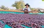 Đây là cách trồng cà phê "tưởng lười mà hóa siêng" ở Đắk Nông, hạt cà phê dân ở đây bán giá 65.000 đồng/kg