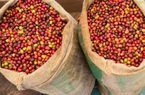 Giá nông sản hôm nay 27/3: Heo hơi giảm từ 1.000 - 4.000 đồng/kg; cà phê phục hồi phiên cuối tuần