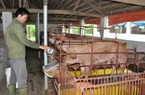Ninh Bình: Hàng chục giám đốc, cán bộ đi học nuôi lợn an toàn sinh học, tâm đắc vì "vỡ" ra nhiều điều