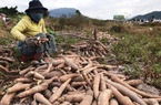 Trung Quốc đột ngột giảm mua, giá 1kg sắn không bằng gói mỳ tôm, nông dân Khánh Hòa khóc ròng