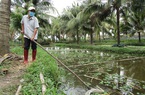 Đào kênh nuôi ốc đặc sản gì trong vườn dừa, chả tốn mấy thức ăn mà một ông nông dân Bình Định thu nửa tỷ/năm?