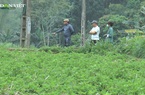 Lạng Sơn: Tiềm năng từ loại cây trồng giúp xóa đói giảm nghèo cho người dân tộc