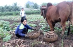 Vụ dừng hoàn thuế VAT xuất khẩu sắn: Người chịu trận cuối cùng là nông dân