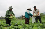 Nông dân ở vùng đất này của Sơn La trồng những loại rau gì mà giàu lên trông thấy?
