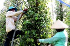 Giá hạt tiêu tăng kỷ lục, cơ hội cho người trồng tiêu Việt đã đến…