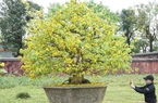 Huế làm gì để thành xứ sở mai vàng nổi tiếng như xứ sở hoa anh đào Nhật Bản, hoa tulip Hà Lan?