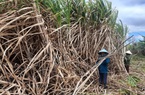 Khó ở đâu không biết, ở nơi này của Gia Lai dân trồng mía mà xây nhà lầu mua xe hơi