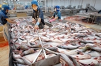 Đang chiếm vị trí độc tôn xuất khẩu một loài cá sang Nga, doanh nghiệp Việt kêu khó đòi tiền vì đồng Ruble mất giá
