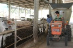 Agribank đồng hành cùng người dân nuôi bò tại huyện Đức Hòa, tỉnh Long An