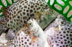 Cà Mau đề xuất 3 loài thủy sản hỗ trợ xây dựng bảo hộ quyền sở hữu trí tuệ, đó là những con gì?