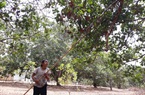 Thứ cây gì trái chín rộ, đã mất mùa giá bán lại giảm, nông dân nơi này của Bình Thuận vẫn "khều"