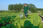 Phú Bình - Thái Nguyên: Quy hoạch 50ha trồng rau chất lượng cao với tổng kinh phí 7 tỷ đồng