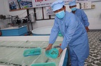 Đưa đi cách ly tập trung 62.000 con tôm hùm "nhí" tại Khánh Hòa