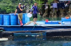 Nuôi loài cá khổng lồ gì mà dân Vân Đồn ở Quảng Ninh như "nuôi tàu ngầm", có con nặng tới 170kg?