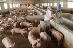 Thương mại lợn toàn cầu giảm, Trung Quốc sẽ bớt mua thịt lợn, xuất khẩu thịt của Việt Nam khó khăn