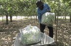 Giá táo tăng gấp đôi, nông dân Ninh Thuận khấp khởi vui mừng